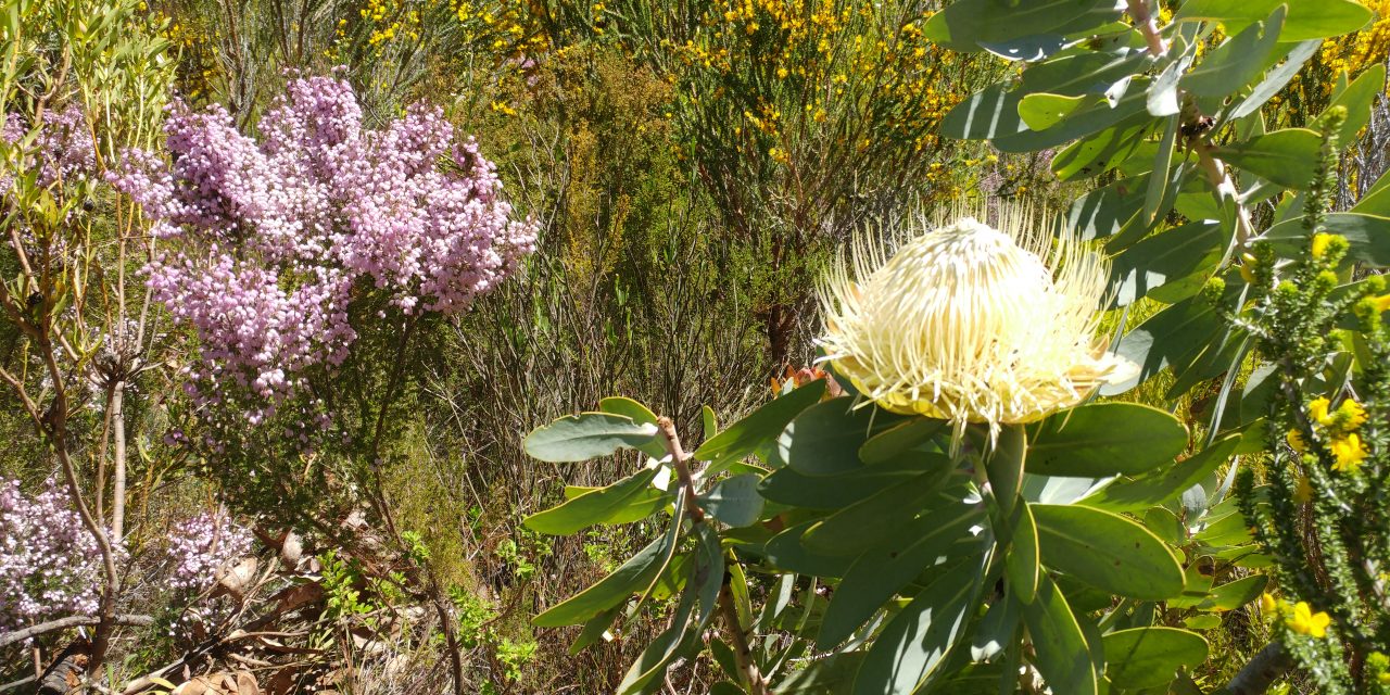 Greyton to McGregor trail