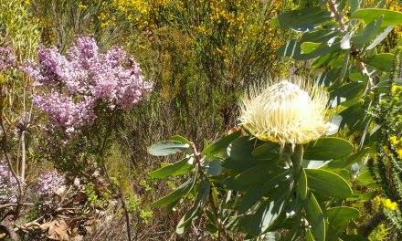 Greyton to McGregor trail